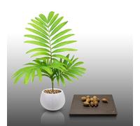 10 Grines à semer - Le Grenier d'Abondance - VEITCHIA - Veitchia Winin