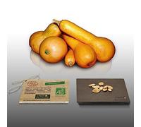 10 Grines Bio à semer - Le Grenier d'Abondance - COURGE COUREUSE LONGUE DE NICE Certifié AB - Curbita massima