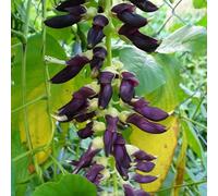 10 mi di semi di velluto - Drift Seed Monkey Tamarind - Florida Velvet Bean Mauritius - Yokohama Bean Seeds ONLY