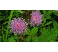 10 MIMOSA PUDICA SEEDS: Package Contains Seeds