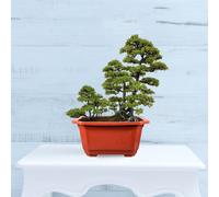 10 Pcs Vasi Per Bonsai in Plastica Grandi Vaso Piante Con Drenaggio