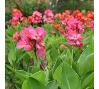10 pezzi bulbi di canna lirio - piccolo per le donne, decorazione letto elevato per balcone giardino resistenti, bulbi in primavera, primavera