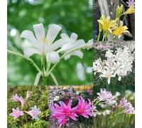 10 pezzi bulbi di sangue - decorazione di bulbi lirio aragno, bulbo giardino acanito inverno piccolo per donne,