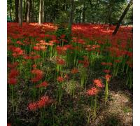 10 pezzi bulbi di sangue esotici resistenti, bulbi di lirio aragno, copertura del suolo resistenti, decorazione giardino bulbo
