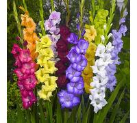 10 pezzi bulbi gladioli - bulbo di resistenti all'esterno di giardino resistenti, bulbi primavera, perenni,