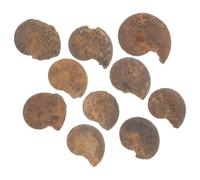 10 Pezzi Campione Fossile di Ammonite Marrone