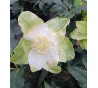 10 pezzi Christrose Helleborus Niger bianco 1 L vaso