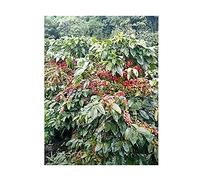 10 pezzi Coffea arabica - Lempira caffè arbusto giardino piante - Semi ID264 - Seeds Plants Shop Samenbank Patrik Ipsa