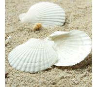 10 pezzi di Conchiglie di capesante naturali - Conchiglie bianche dal mare - Per artigianato fai-da-te, decorazione per la casa, riempimento di vasi - Perfette per tema costiero - Regalo per artigiani
