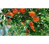 10 pezzi di semi di alberi da frutto Florida Orange Seeds ONLY