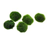 10 pezzi Marimo moss Cladophora Aegagropila Alga palla 2-3 cm Muschio