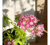 10 pezzi semi di flox che coprono il suolo - di giardino semi primavera perenni resistenti, giardino