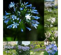 10 pezzi semi di resistenti agapanthus - giardino di resistenti lirio africano giardino balcone con letto elevato decorazione interna