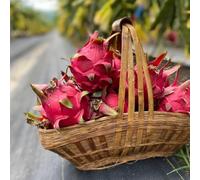 10 pezzi semi drago di giardino colonnari piccolo per donne, perenni resistenti, esotici decorativi