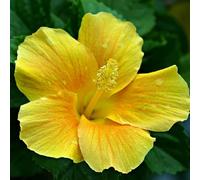 10 pezzi semi ibisco - scalatrici balcone resistenti per giardino, semi resistenti esotici