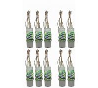 10 Piante di Aronia su vaso alto