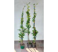 10 piante di Rincospermum Falso gelsomino 140/150 cm