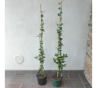 10 piante di Rincospermum Falso gelsomino 90/110 cm