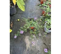 10 Piante Di Verbena Hybrida Tapien Tappezzante Lilla , Prato Fiorito. V14