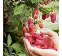 10 PIANTE LAMPONE ROSSO UNIFERO PIANTE DUE ANNI,40-50 CM, FRUTTO GIGANTE FINO 4-5 CM VIVAI VALTELLINA