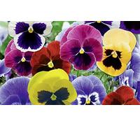 10 piantine di viola del pensiero su vaso cm 9 mix colore