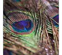 10 piume di pavone naturale 80 cm lungo - Piume da confezionare, decorare e per la decorazione di rose marie SCHULZ GmbH Heidelberg HD