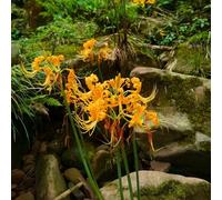 10 pz bulbi lycoris radiata, sono resistenti di giglio ragno, pietra rara perenni