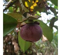 10 pz Semi di mangostano, mangostana, vaso bonsai, piante da interno, Garcinia mangostana, Piante da appartamento per la purificazione dell'aria, protezione degli alberi in inverno