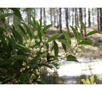 10 SEEDS OF ACACIA MELANOXYLON " BONSAI SEED The black acacia