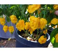 10+ Seeds Of Big Yellow Mama Capsicum chinense Seeds ONLY