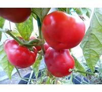 10+ Seeds Of Chervena Kamba peperone Capsicum annuum Seeds ONLY
