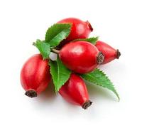 10 Seeds of Dog Rose - Pink Canina Seeds ONLY