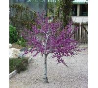 10+ Seeds Of Occidentale Albero di Giuda - Cercis Occidentalis