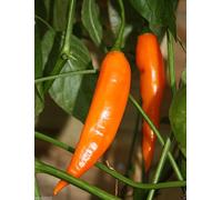 10 Semi Aji Amarillo-peruviano giallo Chile Pepper-fresco, arrosto, secca, salse, pasta, salsa