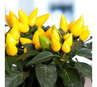 10 semi - Capsicum annuum Giallo Salsa Chile Pepper