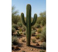 10 semi da seminare - L'Attico d'Abondanza - CARNEGIEA GIGANTEA - Saguaro