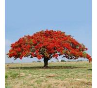 10 SEMI DELONIX REGIA "Flamboyant albero del fuoco" Seeds ONLY