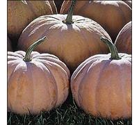 10 Semi di 1A103 Long Island formaggio Seeds ONLY