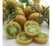 10 Semi di JF476 Emerald Green Cherry Seeds ONLY