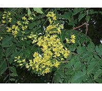 10 semi di koelreuteria paniculata (sapone cinese, lanterne)