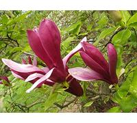 10 semi di magnolia viola (semi di magnolia)