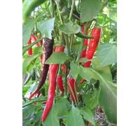 10+ Semi Di Maria Nagy Transilvania pepe Capsicum annuum Seeds ONLY