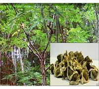 10 semi di Moringa Semi-Bacchetta Albero, Albero della vita o The Miracles oleifera Tree-Moringa