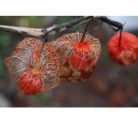10 Semi di Physalis Alkekengi lanterna cinese