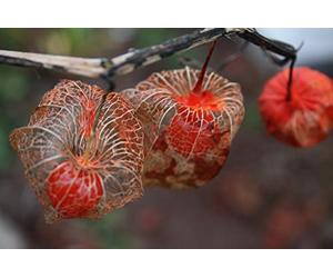 10 Semi di Physalis Alkekengi lanterna cinese