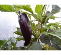 10+ Semi di Purple Marconi pepe Capsicum annuum Seeds ONLY
