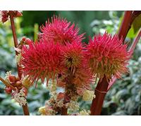 10 semi di ricino (Ricinus communis)