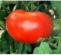 10 Semi di RTP023 Big Boy Seeds ONLY