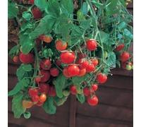 10 Semi di RTP861 Tumbling Tom Red:Seeds