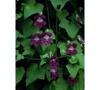 10 Semi di Shooting Stars Blu 2979 (Asarina scandens) Seeds ONLY